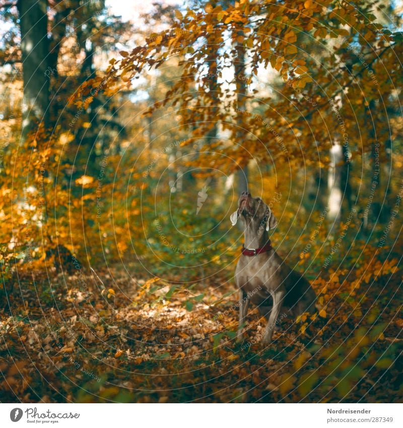 Ich wollte auch noch gratulieren.... Natur Landschaft Herbst Wetter Schönes Wetter Wald Tier Haustier Hund 1 Erholung Blick sitzen ästhetisch sportlich