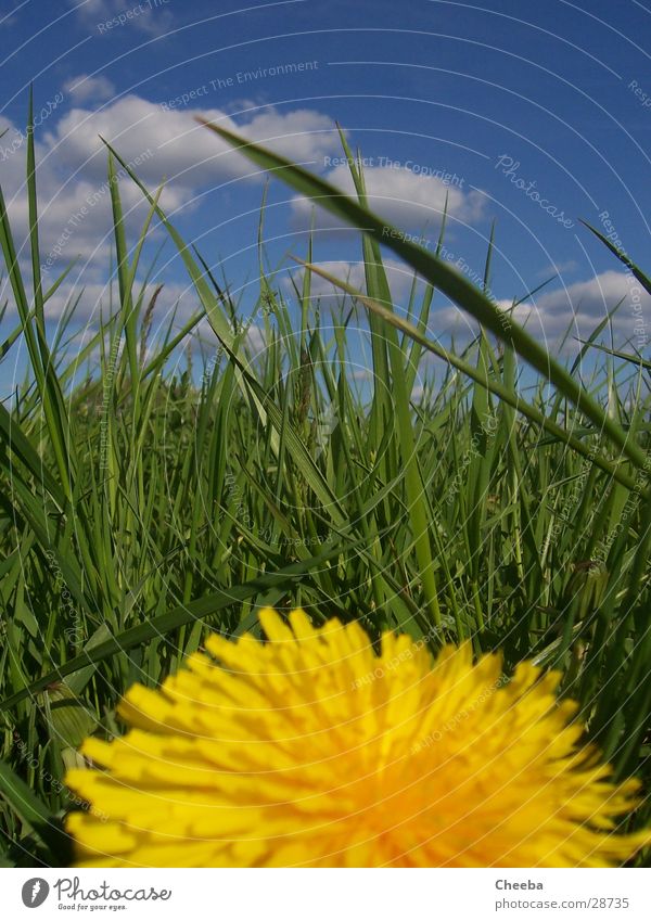 Finde den Grashüpfer! Blume Wiese Frühling grün gelb Wolken Löwenzahl Himmel blau Natur