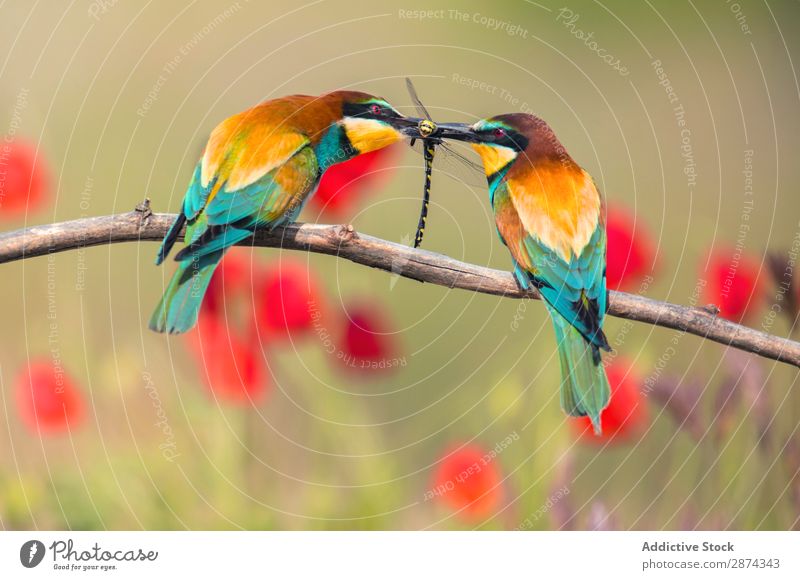 Wunderschöne leuchtende Vögel mit Libelle auf Zweig Vogel Bienenfresser hell mehrfarbig Jagd fangend wunderbar Ast Tierwelt Schnabel wild Natur Fauna Sommer