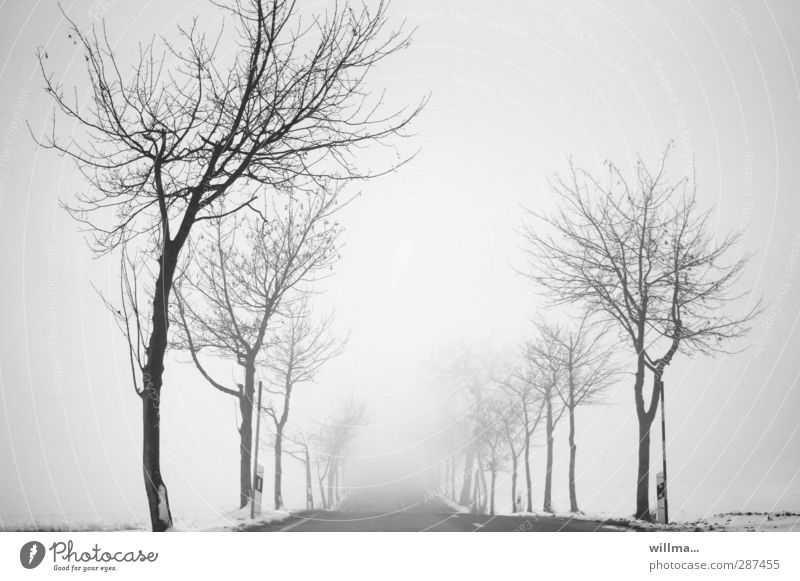 Kahle Bäume an einer Straße, Nebelfahrt ins Ungewisse Winter Schnee Baum Landstraße Allee kalt trist kahl ungewiss schlechte Sicht Glatteis winterlich