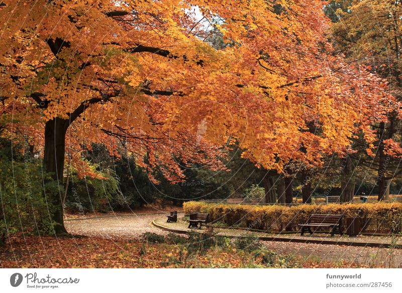 Richtig, Herbst. Spaziergang Spazierweg Pflanze Baum Blatt Buche Park Menschenleer Erholung fallen gehen genießen verblüht dehydrieren Wachstum warten alt