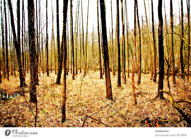 Wald again Umwelt Natur Landschaft Herbst Klima Klimawandel Wetter Schönes Wetter Pflanze Baum gut schön Laubwald Mischwald Herbstlaub Baumstamm Blatt
