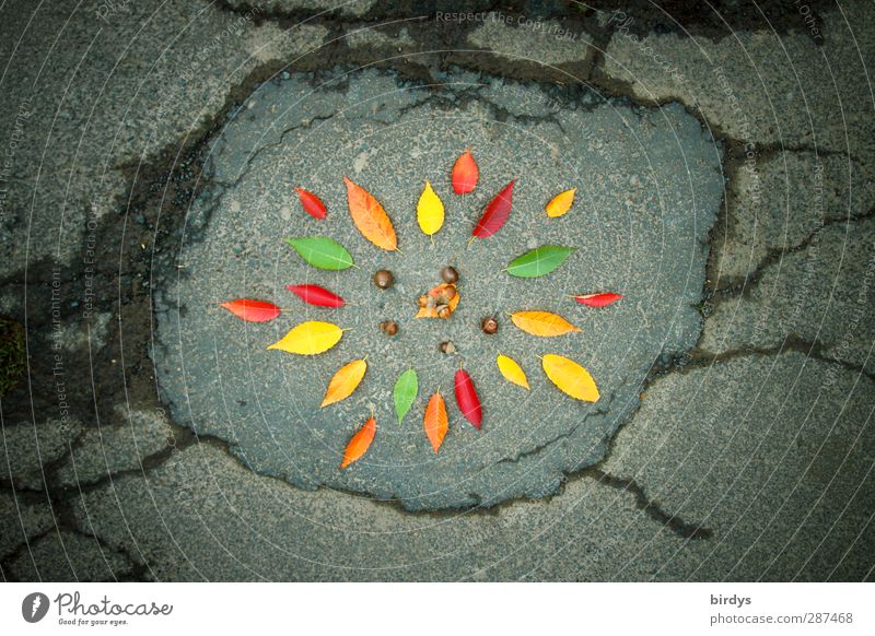 street - ART Kunstwerk Straßenkunst Rosette Herbst Blatt Blühend leuchten ästhetisch außergewöhnlich frisch positiv Fröhlichkeit schön Farbe mehrfarbig Asphalt