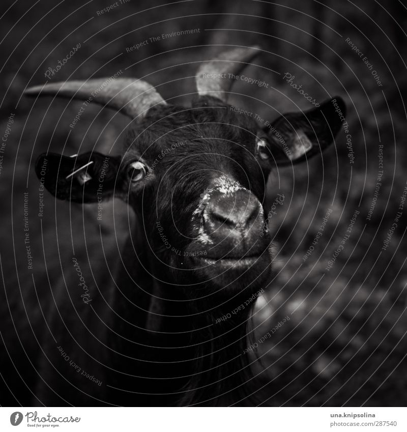 dunkle seite Natur Tier Nutztier Tiergesicht Fell Ziegen Horn 1 beobachten dunkel frech natürlich rebellisch wild Schwarzweißfoto Außenaufnahme Menschenleer