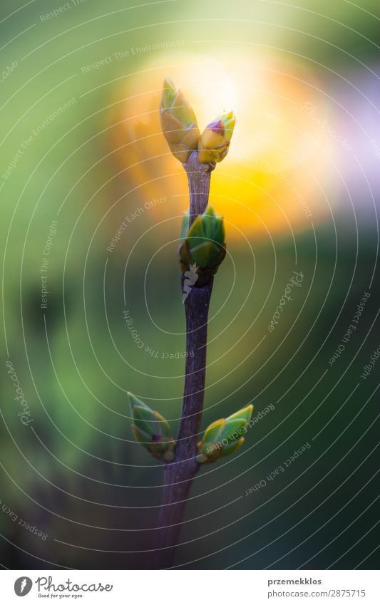 Zweig mit frühlingsgrünen Knospen Sommer Umwelt Natur Pflanze Baum Blatt Wald Wachstum frisch hell natürlich Farbe Hintergrund Beautyfotografie Anfang Unschärfe
