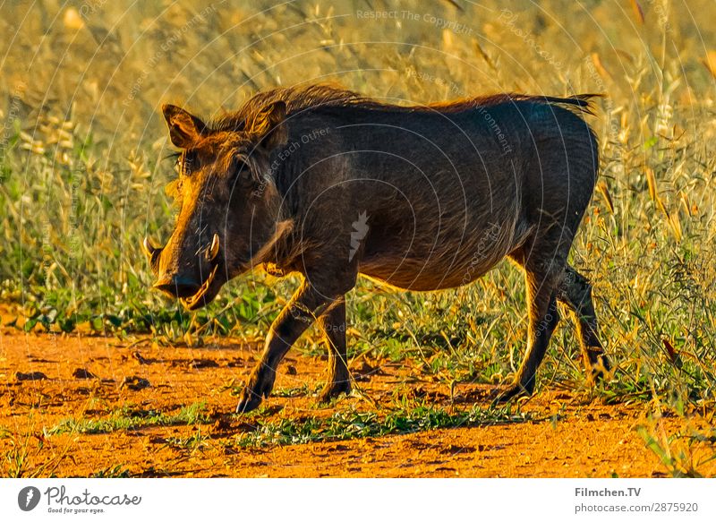 Warzennschwein Tier Warzenschwein 1 Aggression Afrika Frans Indogo Lodge Namibia Reisen Farbfoto Außenaufnahme Detailaufnahme Menschenleer Hintergrund neutral