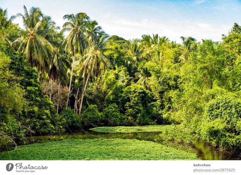 am grünsten Idylle exotisch traumhaft Palmen Ausflug Wasser Tag Licht Urwald Kontrast Fluss Tourismus Flussufer Spiegelung Sonnenlicht Paradies fantastisch