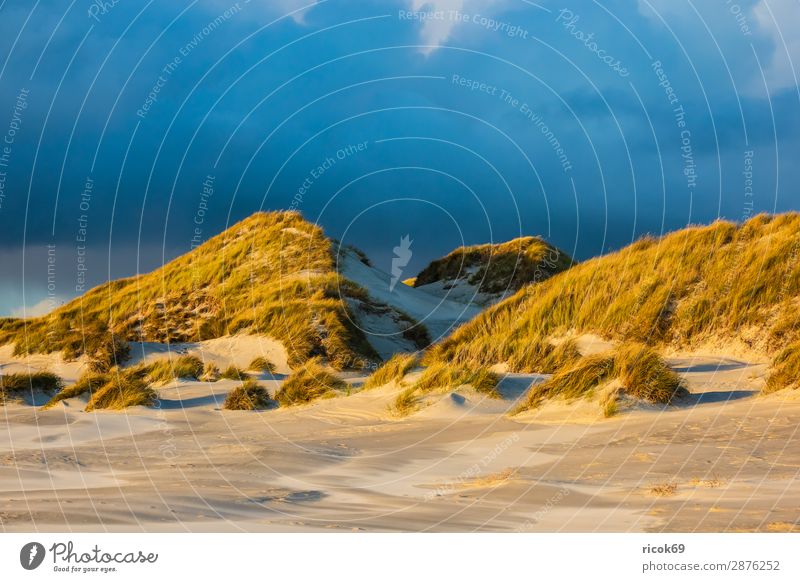 Landschaft in den Dünen auf der Insel Amrum Erholung Ferien & Urlaub & Reisen Tourismus Strand Meer Natur Sand Wolken Herbst Küste Nordsee blau gelb Umwelt
