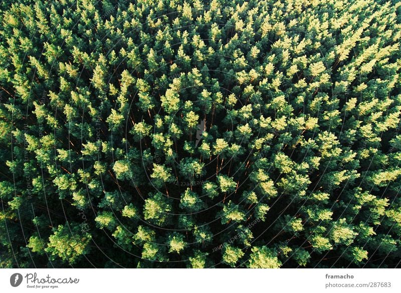 Wald Umwelt Natur Landschaft Pflanze Tier Sommer Klima Klimawandel Schönes Wetter Baum Menschenleer wandern frei oben Höhenangst Umweltschutz Farbfoto