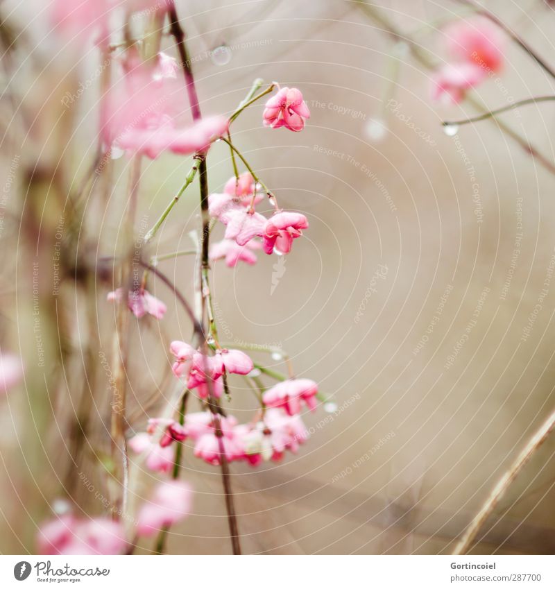 Pfaffenhütchen Natur Winter Pflanze Sträucher Blüte braun rosa Wassertropfen Farbfoto Außenaufnahme Textfreiraum rechts Schwache Tiefenschärfe