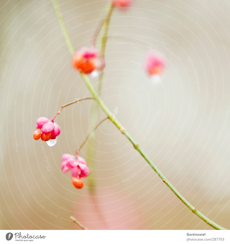 Tropfen Natur Winter Pflanze Sträucher Blüte schön orange rosa Blühend Wassertropfen Pfaffenhütchen Farbfoto Außenaufnahme Textfreiraum rechts