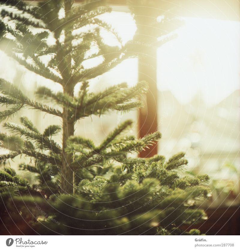 christmas tree Baum Weihnachtsbaum leuchten natürlich braun grün Erwartung Nostalgie Tradition Weihnachten & Advent Farbfoto Innenaufnahme Textfreiraum rechts
