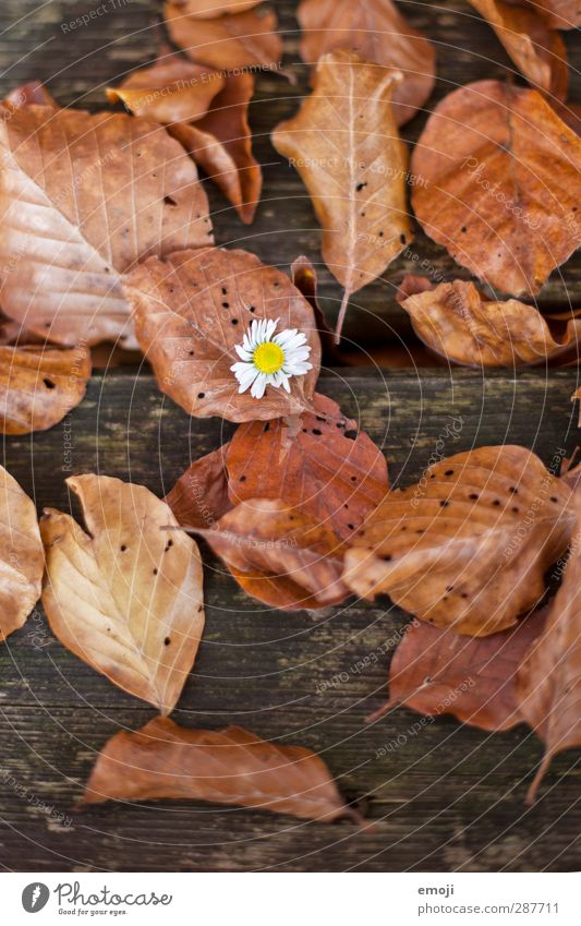 auffallend Umwelt Natur Pflanze Herbst Blume Blatt natürlich braun Gänseblümchen Holz Farbfoto Außenaufnahme Detailaufnahme Menschenleer Tag