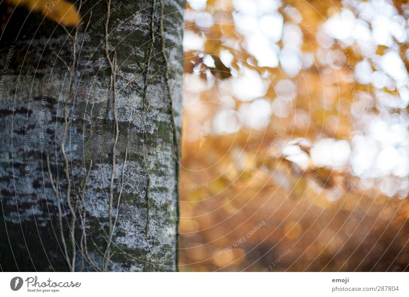 rechts Umwelt Natur Pflanze Herbst Baum Wald natürlich gelb Baumstamm Farbfoto Außenaufnahme Menschenleer Textfreiraum rechts Tag Schwache Tiefenschärfe
