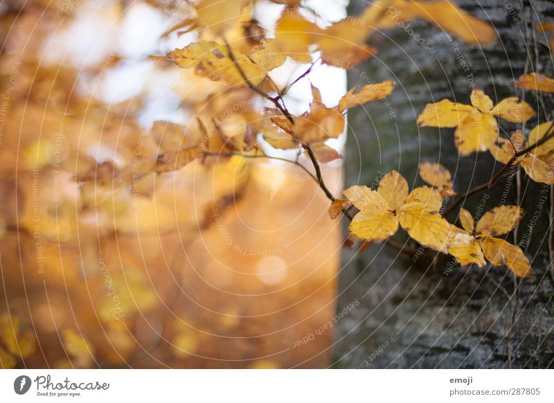 links Umwelt Natur Pflanze Herbst Baum Blatt Wald natürlich gelb Baumstamm Farbfoto Außenaufnahme Menschenleer Textfreiraum links Tag Schwache Tiefenschärfe