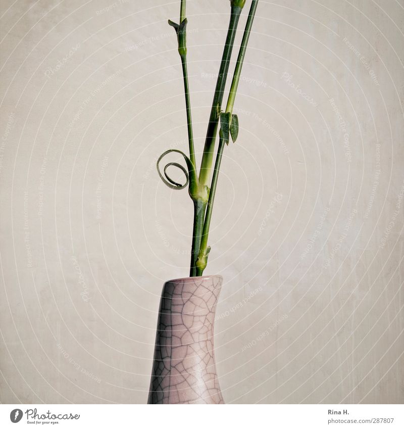 Kringel Blume Blumenstängel Vase hell Spirale Durchschnitt geschnitten Stengel Gedeckte Farben Studioaufnahme Menschenleer Textfreiraum links