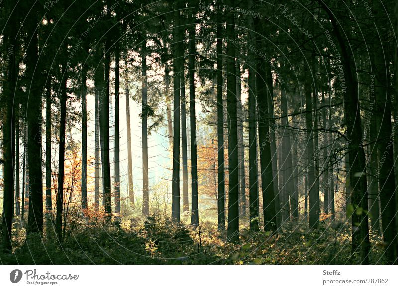 dunkler Herbstwald mit Lichtstimmung unheimlich verwunschen waldbaden mystisch heimisch mystischer Wald Lichteinfall Baumreihe Kiefernwald Waldluft Waldbäume