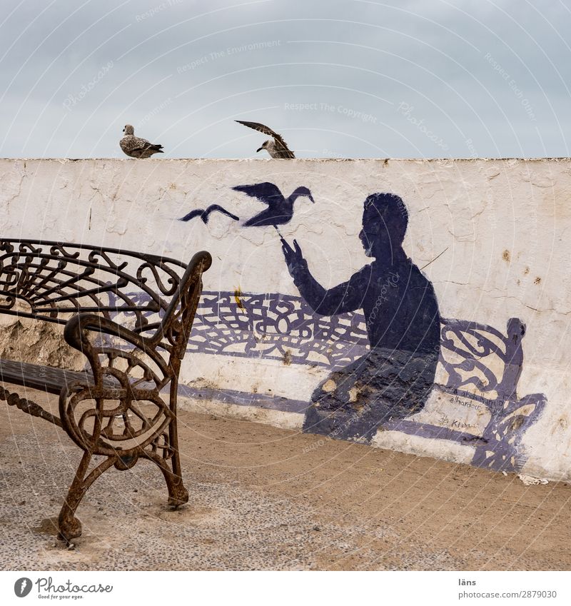 setz dich Mensch 1 Essaouira Mauer Wand Vogel sitzen Leben Beginn Bank Möwe Marokko Farbfoto Außenaufnahme Strukturen & Formen Textfreiraum oben