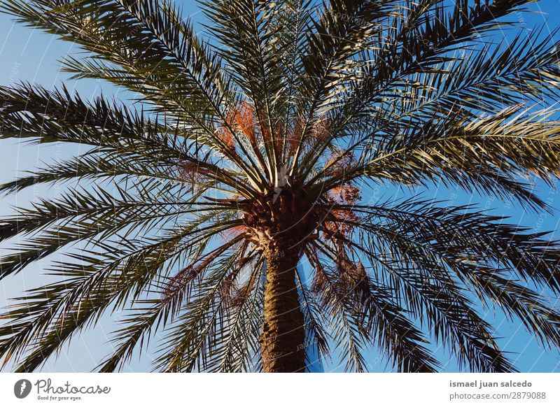 Palme am Strand Baum Ast Pflanze Blatt grün Garten geblümt Natur tropisch Himmel abstrakt Konsistenz Hintergrund neutral Frühling Sommer Herbst Winter