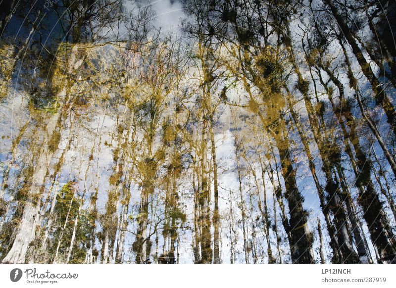BIG Cypress reflection. XXXX Umwelt Natur Landschaft Tier Wasser Baum Sumpfzypresse Fluss Everglades NP Florida USA Sehenswürdigkeit Wachstum wandern