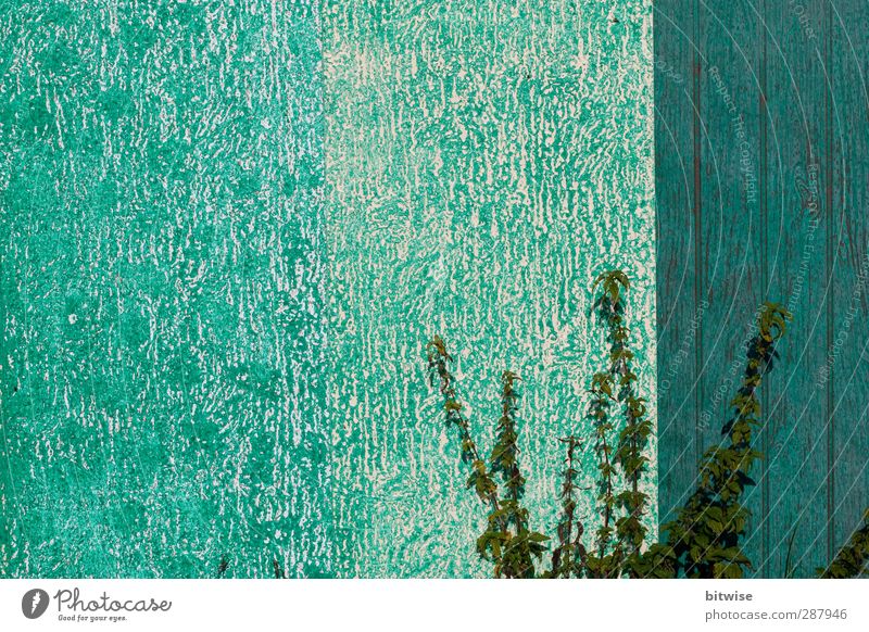 Turquoise Umwelt Pflanze Grünpflanze Mauer Wand Garten Holz grün türkis Farbfoto Außenaufnahme Menschenleer Textfreiraum links Textfreiraum oben