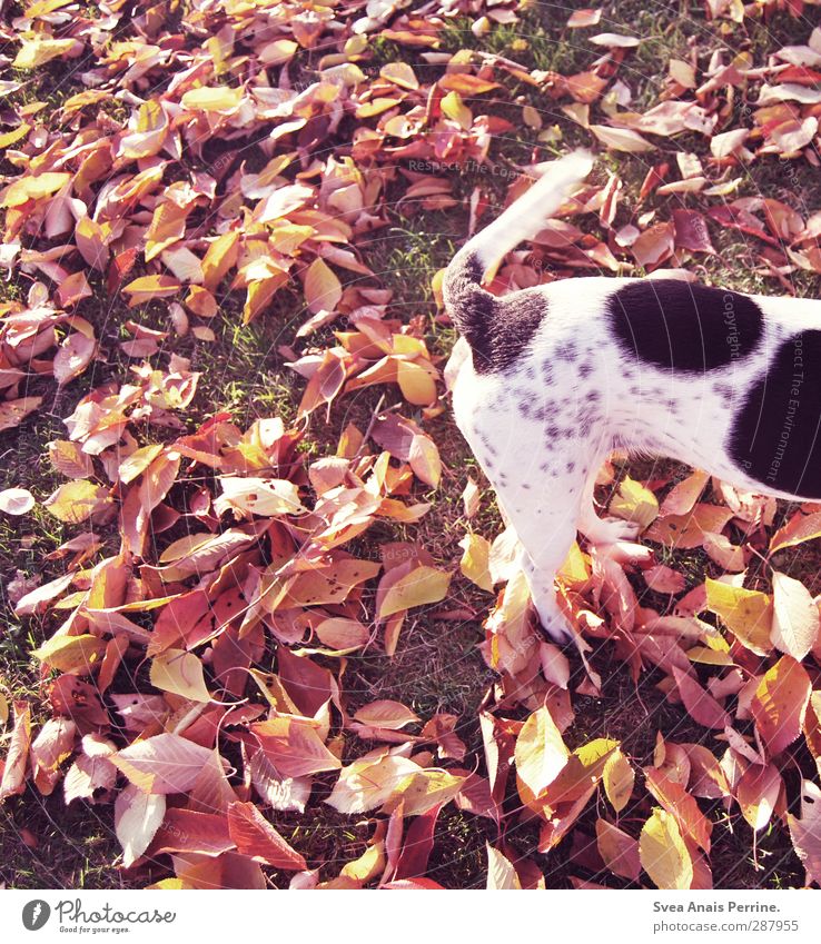 die letzten herbst tage II Herbst Blüte Blatt Tier Haustier Hund 1 stehen Traurigkeit Farbfoto Gedeckte Farben Außenaufnahme Unschärfe Vogelperspektive
