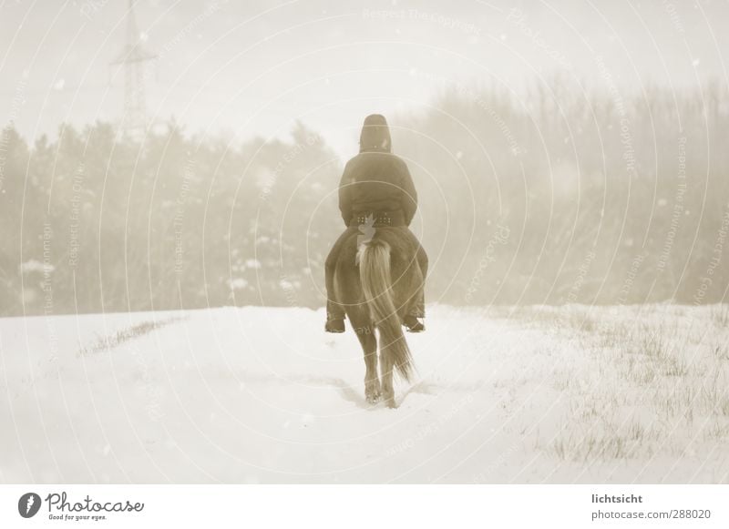 Schneereiter Reitsport Mensch 1 Natur Landschaft Winter Wetter schlechtes Wetter Unwetter Nebel Eis Frost Schneefall Baum Feld Wald Wege & Pfade Tier Pferd weiß