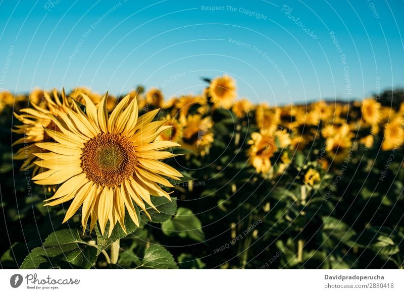 Schönes Sonnenblumenfeld Feld Hintergrundbild schön Natur grün Blume Sommer gelb Außenaufnahme Frühling Wiese Beautyfotografie Himmel Textfreiraum natürlich