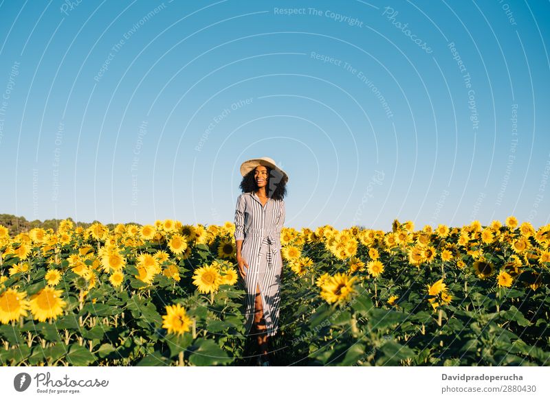 Glückliche junge schwarze Frau, die in einem Sonnenblumenfeld spazieren geht. gelb urwüchsig schön niedlich Sommer Wiese Himmel Afrikanisch Plantage geblümt