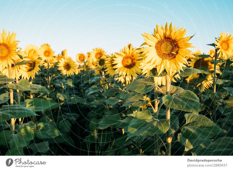 Featured image of post Hintergrundbild Sommerwiese Ein hintergrundbild mit einem seitenverh ltnis von 16 9 und einer mindestaufl sung von 1280 x 720 pixel