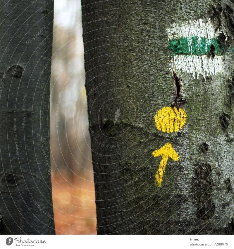 Rätselspaß an Schneise 7 Kunst Umwelt Herbst Baum Baumrinde Buche Furche Zeichen Schilder & Markierungen Hinweisschild Warnschild wandern außergewöhnlich listig