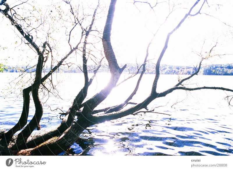 Geäst am See Teich Baum Sonnenstrahlen Wasser Ast Küste