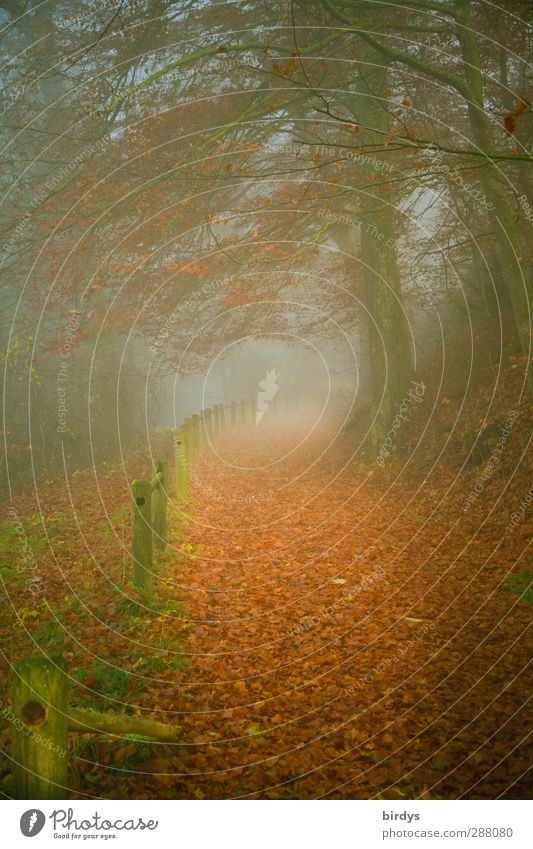 Entdeckungsreise Natur Herbst Nebel Park Wald Wege & Pfade außergewöhnlich fantastisch positiv weich ruhig träumen geheimnisvoll Hoffnung Vergangenheit Ziel