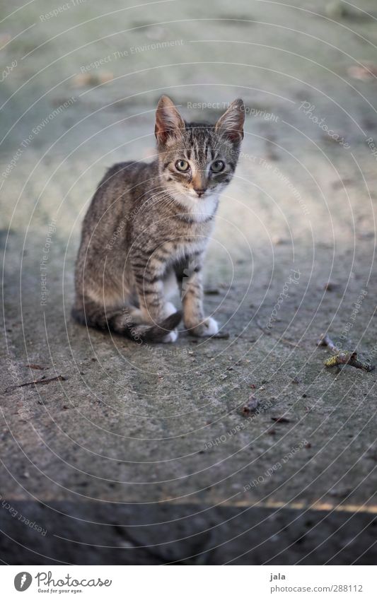 . Tier Haustier Katze 1 schön grau achtsam Schüchternheit Farbfoto Außenaufnahme Menschenleer Tag Tierporträt
