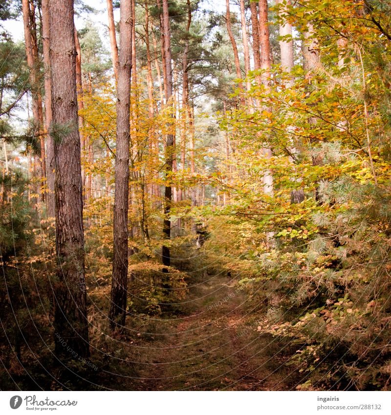 Maronenröhrlingwald Ausflug Umwelt Natur Landschaft Pflanze Himmel Herbst Schönes Wetter Baum Sträucher Wald Fußweg Holz entdecken Erholung verblüht dehydrieren