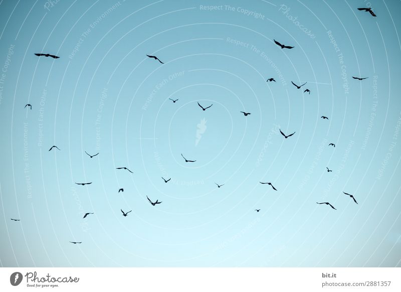 Luftig I Vogelschwarm Tier Flügel Tiergruppe Schwarm fliegen Himmel luftig Außenaufnahme Luftaufnahme Tag Bewegungsunschärfe Schwache Tiefenschärfe