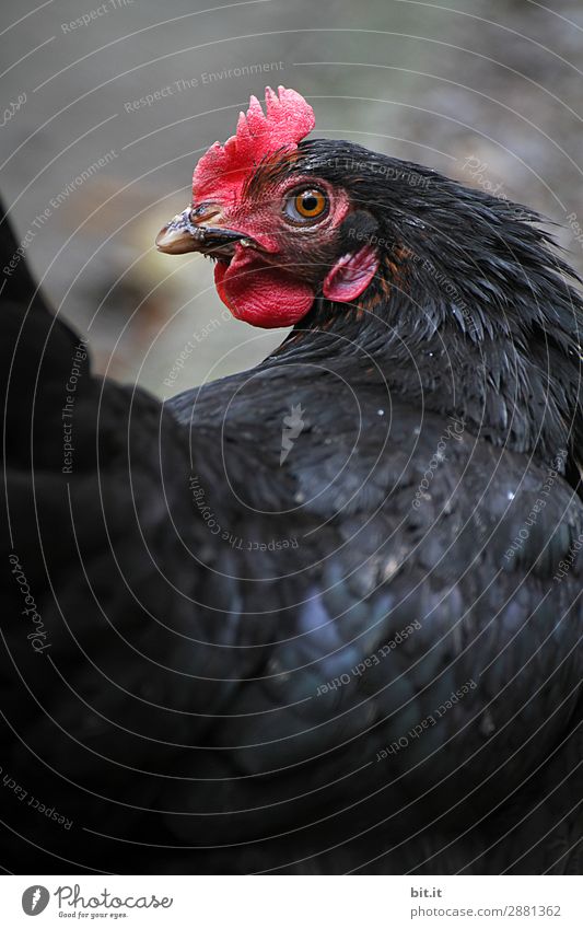 Freilaufendes schwarzes Huhn beobachtet seinen Stall. Natur Tier Nutztier Flügel Zoo beobachten frei Glück natürlich Neugier Bioprodukte Ei Gehege Wiese