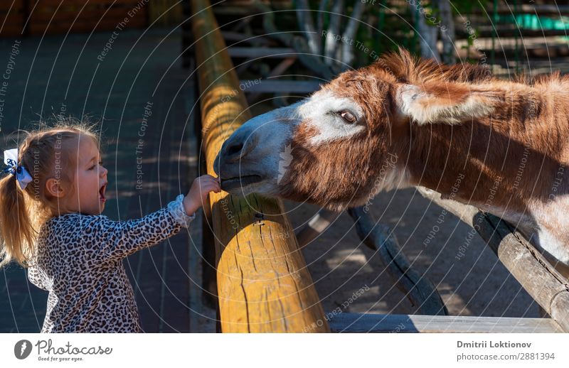 Ein Mädchen füttert einen Esel in einem Zoo. Tier Freizeit & Hobby Essen lehrt füttern Mund Hals Farbfoto Außenaufnahme Textfreiraum oben Tag Licht Kontrast