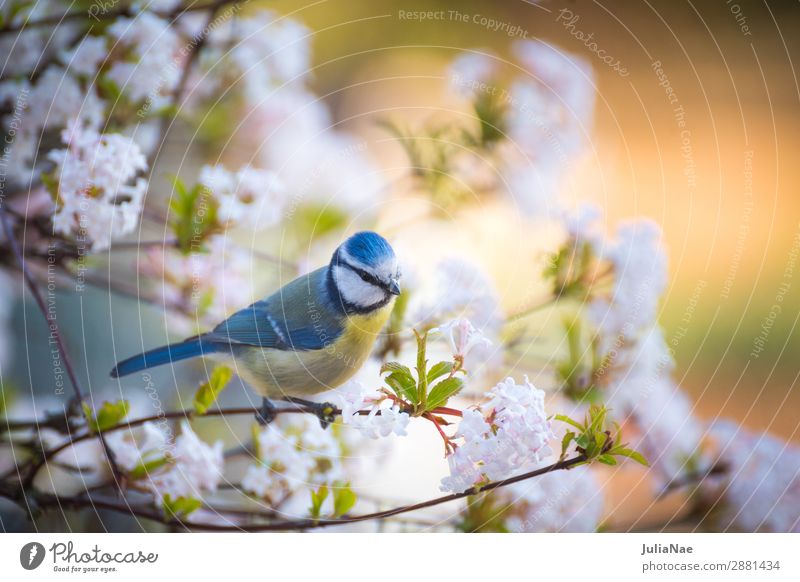 kleine Meise im blühenden baum Meisen Blaumeise Vogel Singvögel Baum Frühling Blüte Blühend Blume Zweig Ast füttern Natur Außenaufnahme