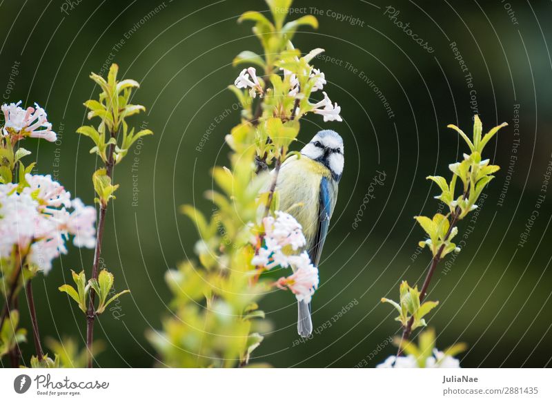 kleine Meise an einem blühenden Ast Meisen Blaumeise Vogel Singvögel Baum Frühling Blüte Blühend Blume Zweig füttern Natur Außenaufnahme