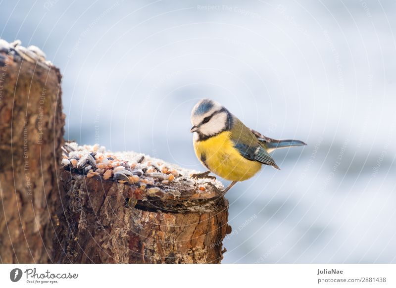 kleine blaumeise auf Futtersuche im Winter Meisen Blaumeise Vogel Singvögel füttern Natur Außenaufnahme Eis Schnee kalt