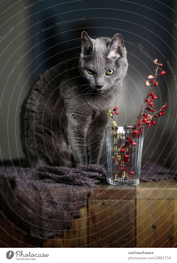 Russisch Blau Katze und rote Beeren elegant Erholung Sträucher Schal Tier Haustier Tiergesicht russisch blau Katze 1 Tisch Holztisch Glas Vase Blick sitzen
