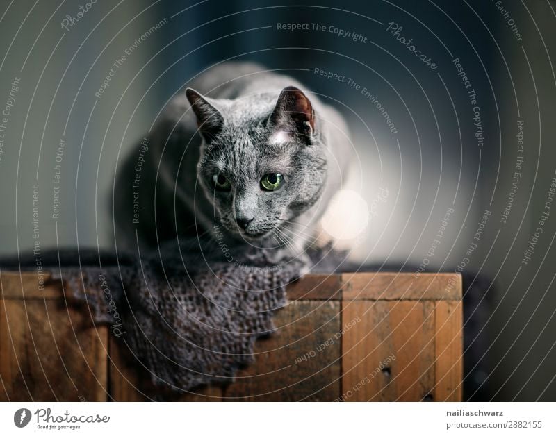 Russisch Blau Katze Lifestyle elegant Stil Erholung Wohnung Tisch Accessoire Schal Tier Haustier russisch blau 1 beobachten entdecken Kommunizieren leuchten