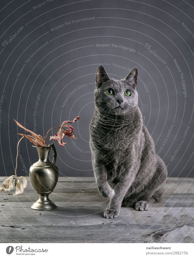 Russisch Blaue Katze Hauskatze Porträt Atelier schließen abschließen Decke Gesicht Stillleben Stilleben Reinrassig grau blau niedlich elegant Auge Schnurren