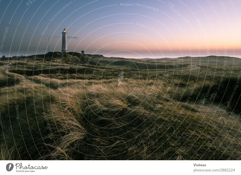 wie das land so ...... Natur Landschaft Frühling Küste Strand Nordsee Meer atmen Erholung Dänemark Blavands Huk Blavands Fyr Dünengras Turm Leuchtturm Abend