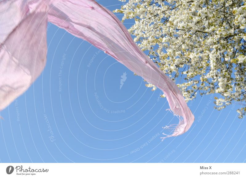 Wie lang noch bis zum Frühling??? Baum Blüte Stoff Schal rosa Stimmung Lebensfreude Leichtigkeit Freiheit Frühlingsfarbe Frühlingstag Kirschbaum Tuch Halstuch