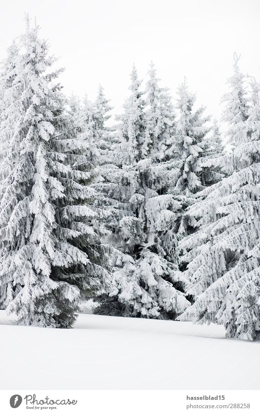 Winter in Thüringen Erholung ruhig Schnee Winterurlaub Berge u. Gebirge Umwelt Landschaft Pflanze Tier Klima Schneefall Baum Wald kalt Tanne Fichte