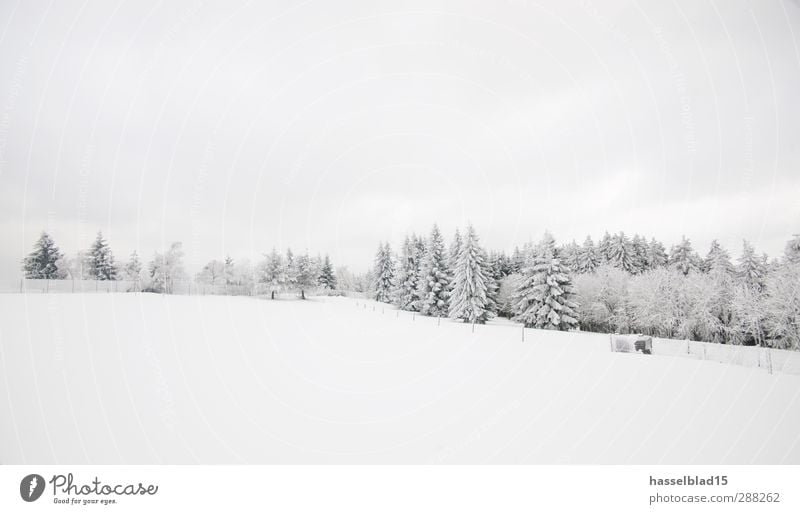 Winter in Thüringen 4 ruhig Berge u. Gebirge Landschaft Schnee Schneefall Wald kalt Tanne Blaufichte Fichte Märchen Märchenwald Gedeckte Farben Außenaufnahme