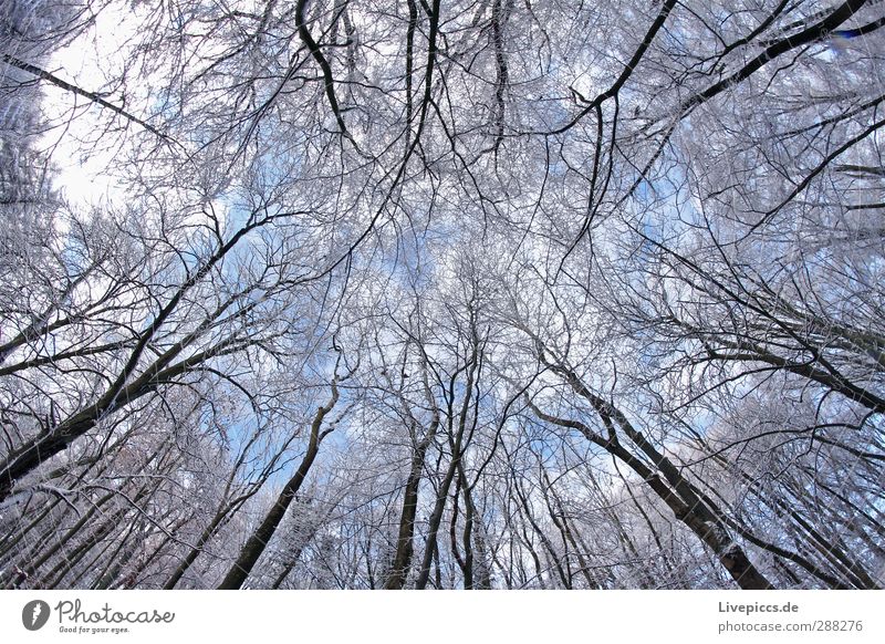 Zweig gegen Ast Umwelt Natur Landschaft Pflanze Himmel Wolken Winter Schönes Wetter Schnee Baum Wildpflanze Wald Holz kalt oben blau weiß Farbfoto Außenaufnahme