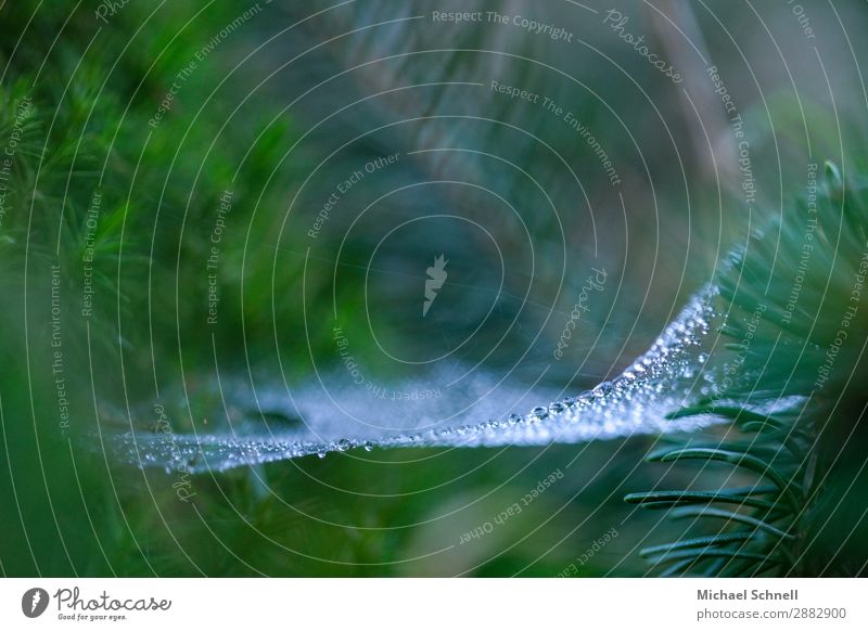 Tautropfen im Spinnennetz Umwelt Natur Pflanze Wasser Wassertropfen Frühling nachhaltig nass natürlich grün Leichtigkeit ruhig Kraft zerbrechlich Farbfoto